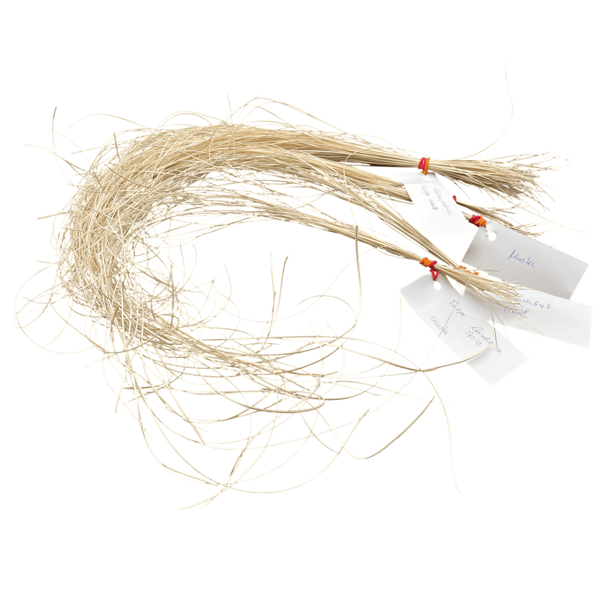 Echter gespalten­er Pfauenfederkiel zum Federkielranzen selber sticken und für traditionelle Federkielstickerei.