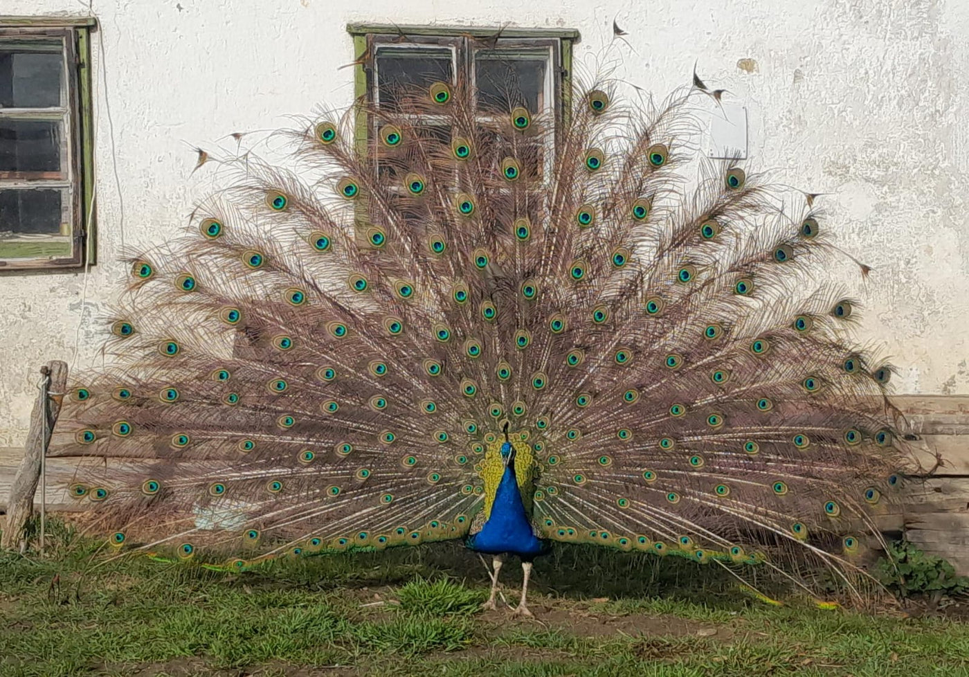 Prächtiger Pfau mit ausgebreiteten Pfauenfedern als Ursprung des Federkiels für die traditionelle Federkielstickerei